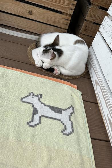 Towel with the Apple dogcow icon next to a cat curled up sleeping