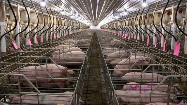 Rows & rows of Factory Farming sows in crates so small they cannot lay down or turn around. They spend their entire lives in these torture chambers.