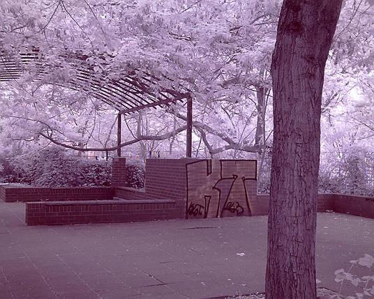 photo: a vine covered patio with grafitti. a mixture of urban and garden landscape with a strong magenta tint due to the digital infrared modified camera. like a glowing pink alternate world