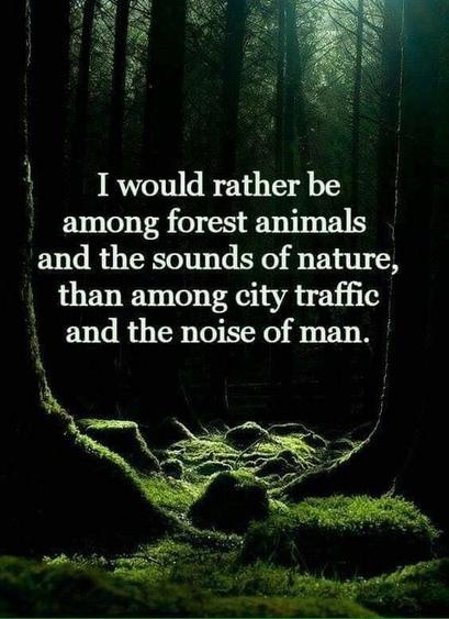 Image: A dark forest with lots of trees and moss.
Quote: I would rather be | among forest animals | and the sounds of nature, | than among city traffic | and the noise of man.