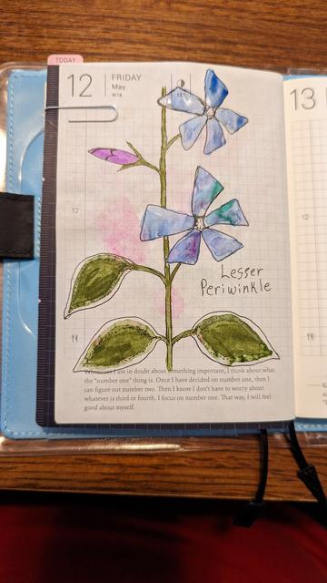 A watercolor and ink drawing of a light blue or purple lesser periwinkle