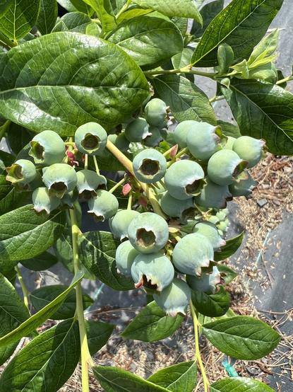 A big cluster of unripe, still somewhat green blueberries forming at the end of a branch