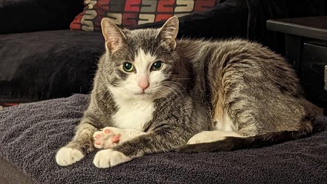 Cat sitting comfortably with a rear paw sticking out between their front paws in an almost optical illusiony way