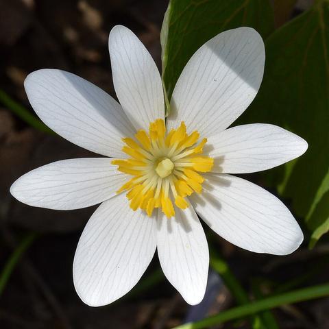 A bloodroot flower centered in a square photograph.