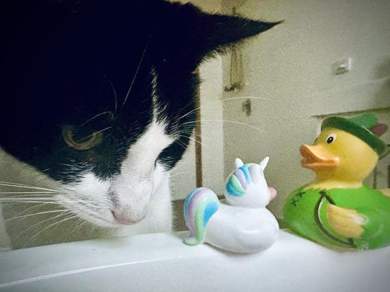 A cat’s concerned face fills the scene, leaving only a little bit of space for two rubber ducks.