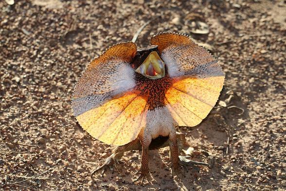 A lizard with its mouth open and a frill around its neck. The frill is a mix of red, orange, yellow-ish colors.