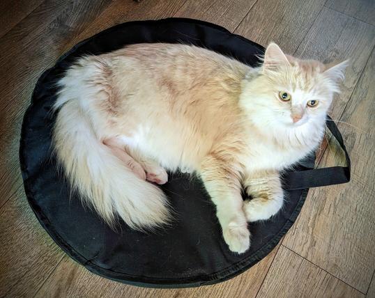 A cat laying on a circular bag