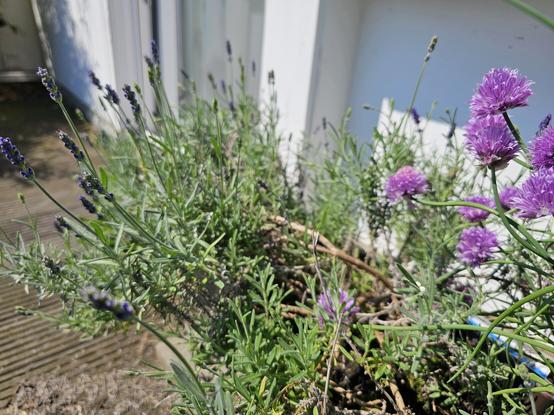 Chives in full bloom and lavender in the early stages of flowering