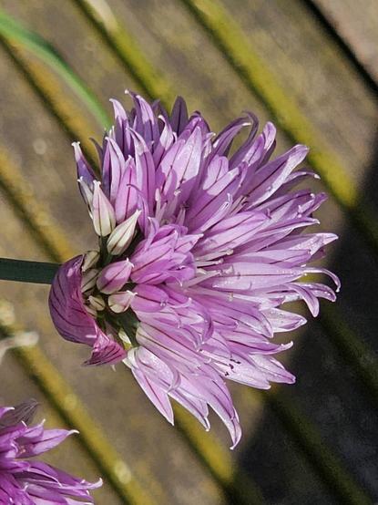 a photo of the blossom of the chives