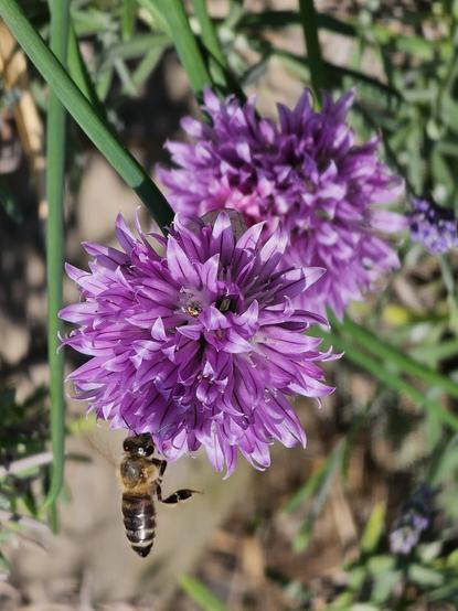 a bee approaching a chive blossom