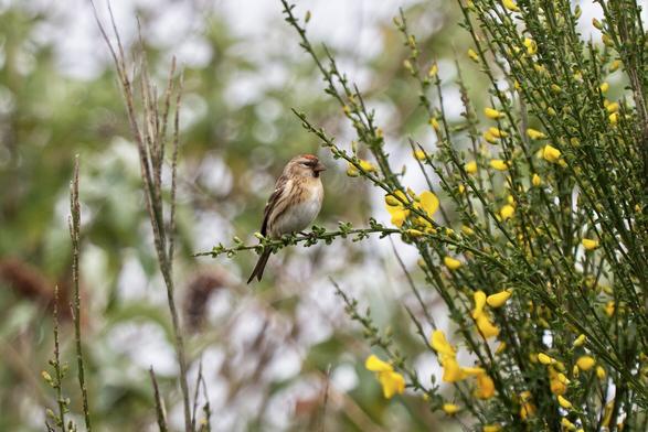 Redpoll on broom
