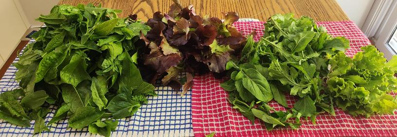 Piles of spinach, red crisp, arugula, green crips lettuces on top of blue and red checked towels.