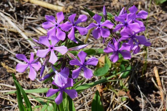 Prairie Phlox. A stunning violet flower, with 5 to 6 petals.