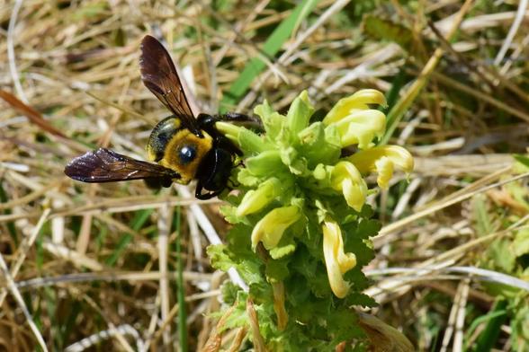 Wood Betony is a yellow flower that blooms from the bottom up. There are only a few petals left. A pollinator is really enjoying it