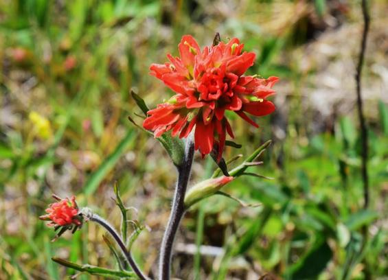Indian paintbrush in full bloom. This is a poppy colored orange with flecks of yellow.