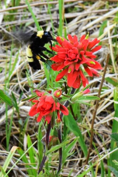 Another photo of Indian paintbrush with a fat bee visitor