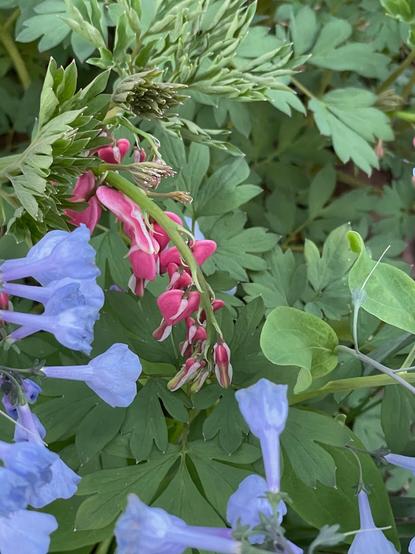 Bleeding heart flower surrounded by bluebells