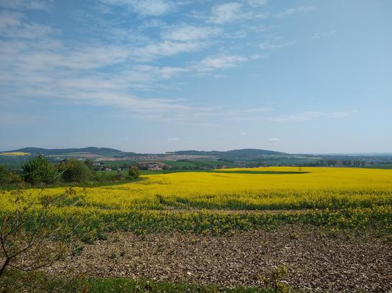 A landscape with large yellow colza fields in the foreground. There are a few towns visible in the distance, then hills covered by trees on the horizon. The sky overhead is blue with a few small white clouds.