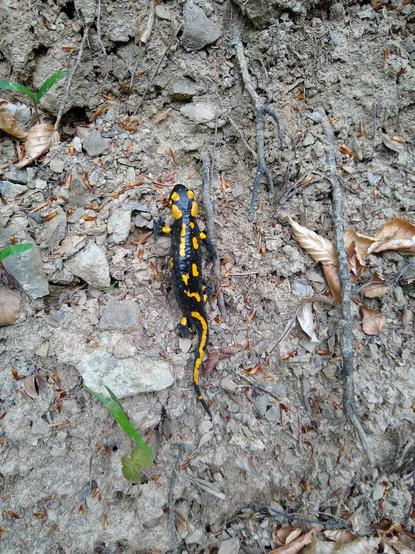 A fire salamander walking over dry mud. It's got symmetric yellow blobs on its head, some asymmetric blobs on the body and a long yellow line on its tail.