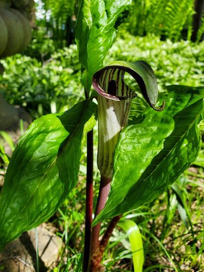 A green and purple jug shaped plant