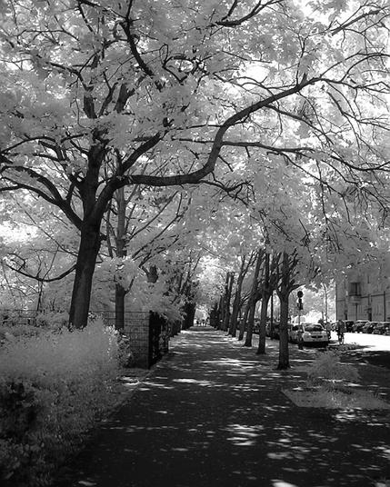 photo: a black and white photo of a tree-lined sidewalk. dappled light and a passing bike give some movement while the glowing white foliage and dark, contrasting tree trunks feel more still and silent.