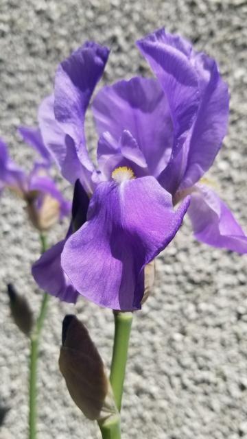 Purple iris in bloom.  Lighter purple tone.