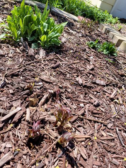 The small purple tops of Joe Pye Weed is just starting to come out of the ground. Behind it is the much fuller green leaf base of a stiff goldenrod. There's a smaller tuff of green from the showy goldenrod and the starter stems of the common mint emerging.