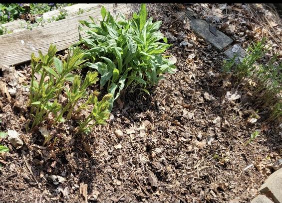 The Joe Pye Weed is turning green and is bout a foot high. The green leaf base of a stiff goldenrod is flopping in on itself. The stems of the common mint is also at abouta foot high.