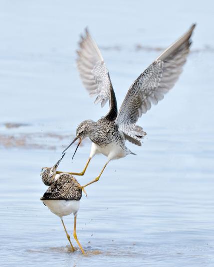 Two yellowlegs shorebirds fighting. One is in the air and has the other's startled face in its claw.