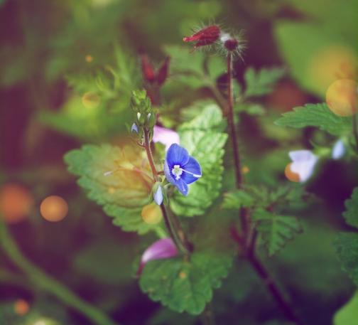 Purple gamander speedwell (veronica chamaedrys) with green leaves in the background