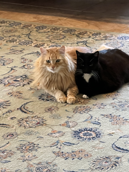 Orange cat lying next to black cat with white paws and chest