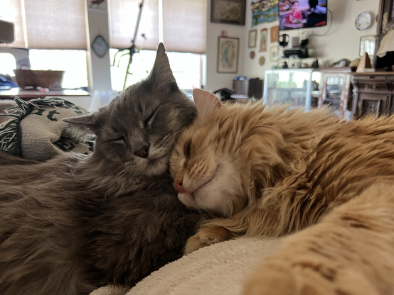 Orange cat rubbing his head against grey cat.
