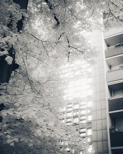 photo: a tree in front of a cement lattice architectural detail and the building it's attached to. the image is monochrome with the characteristic glow of infrared photos.