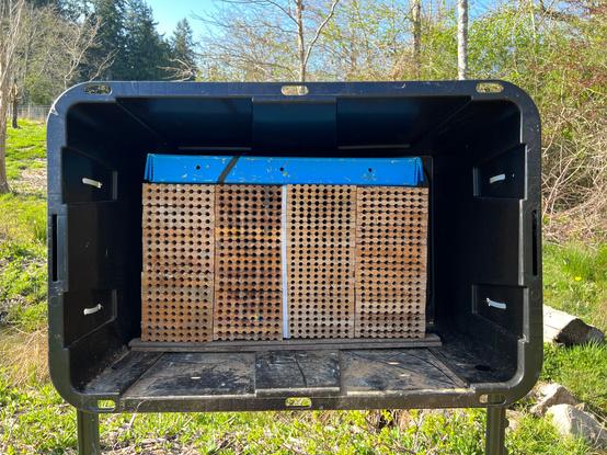 plastic tote full of emerging mason bees and drilled wooden blocks for brood
