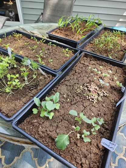 5 dry trays of haphazard seedlings being tough & growing strong