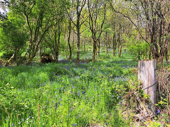 A spring wood redolent with bluebells. Mixed deciduous trees in late spring canopy, with thick vegetation below. An old wooden gatepost slowly returning to nature in the right foreground. Sunny and warm.