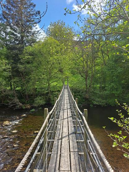 Portrait. Looking along a narrow wood and rope suspension bridge from one end. The footway is formed of planks laid in three parallel rows. Ropes form a handrail on either side. Lush green trees and grass form the backdrop across the river. The bridge is swaying slightly in the breeze, and walking across it makes it bounce.