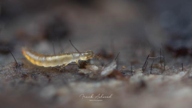 A photograph of semi-transparent and yellow invertebrate crawling on the surface of some dead wood.