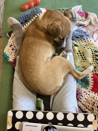 A caramel puppy is sleeping between her person's calves, with her hind leg and front paw wrapped around her person's grey sweat pants clad right leg with the puppy's nose tucked into her person's sock clad ankle. The person's legs and the puppy are on top of a pile of crocheted blankets on a green couch. On the bottom of the frame, the person's closed laptop rests on top of a wooden tray.
