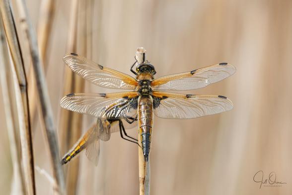Two Four-spotted Chaser dragonflies, settling to roost overnight on the same reed stem, at Ham Wall in Somerset.