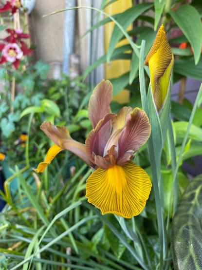 Iris “lion’s mane”