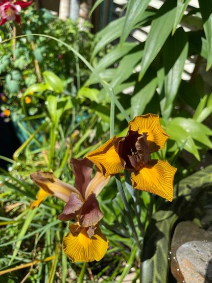 Iris “lion’s mane” - the 2nd bloom will be fully open this evening