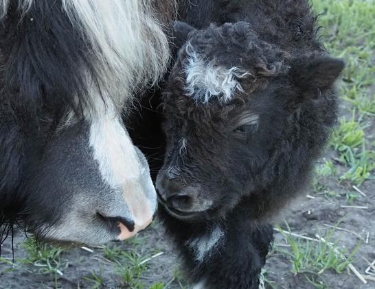 Close-up of a mama yak touching noses with her calf. She is black with a white blaze down her forehead and nose. The calf is mostly black with a small bit of white on his forehead.