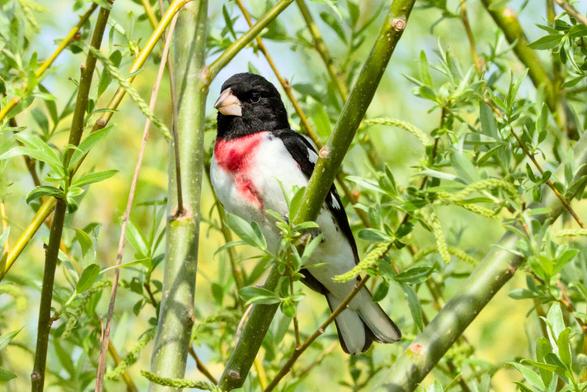 A rose breasted grosbeak perched among spring leaves.