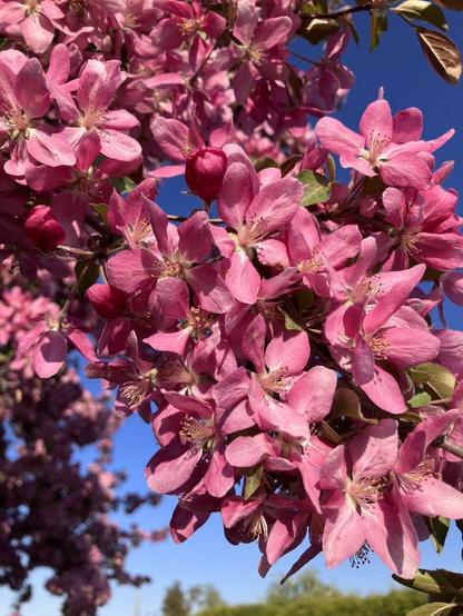 Close up of crab apple blossoms in deep flamingo pink, with unopened buds in magenta, in bokeh blossoms to the left and green trees to the right along the horizon against a blue spring afternoon late evening sky
