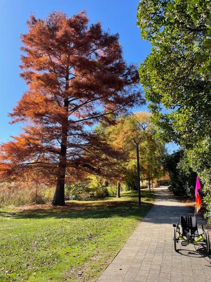 Recumbent trike on bike path through trees with golden and red Autumn leaves.