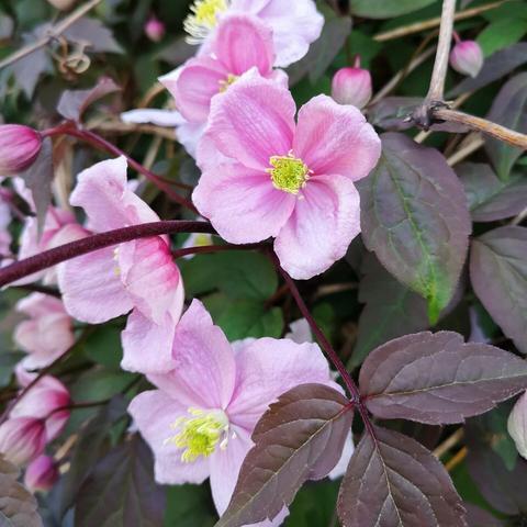 Pink flowers, each with four petals, on dark pinkish mauves leaves