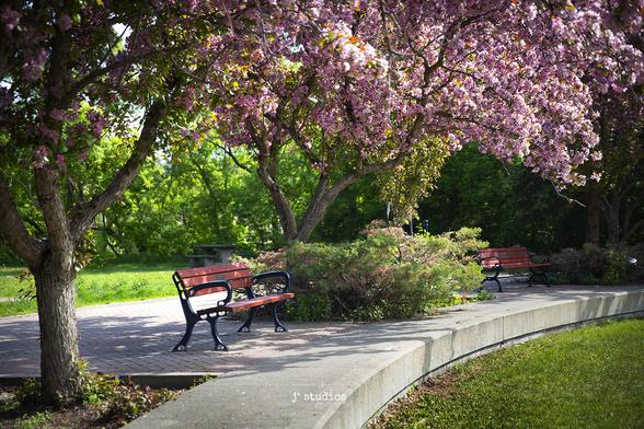 Image of Park Benches in Edmonton's River Valley under a canopy of pink blooming trees by Larry Jang Photography (J² Studios Photography)