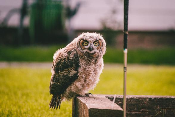 photo of a young, molting owl INTENSELY looking directly at the camera