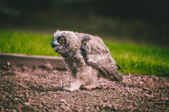 The owl is walking across an unplanted garden